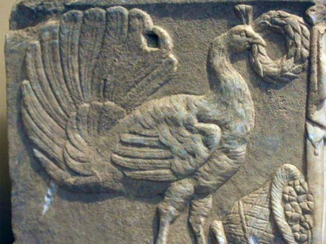 نشانه طاووس در دفینه یابی